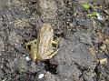 2011-0609-1545_Froglet_12,9C